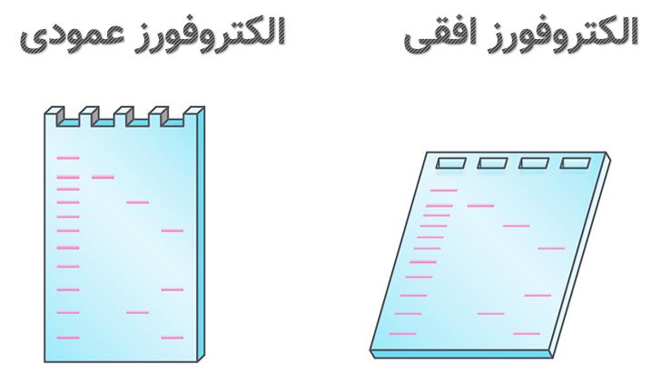 نوع الکتروفورز های افقی و عمودی