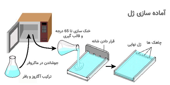 نحوه آماده سازی ژل الکتروفورز