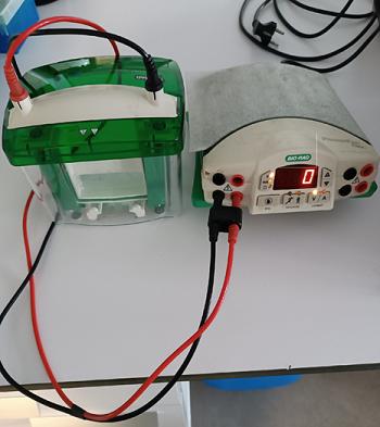 تعمیر الکتروفورز عمودی Bio-Rad برای آزمایشگاه